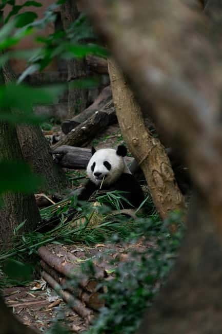 Chengdu: Half-Day Panda Base Tour with Guide Option - Key points to know before you book
