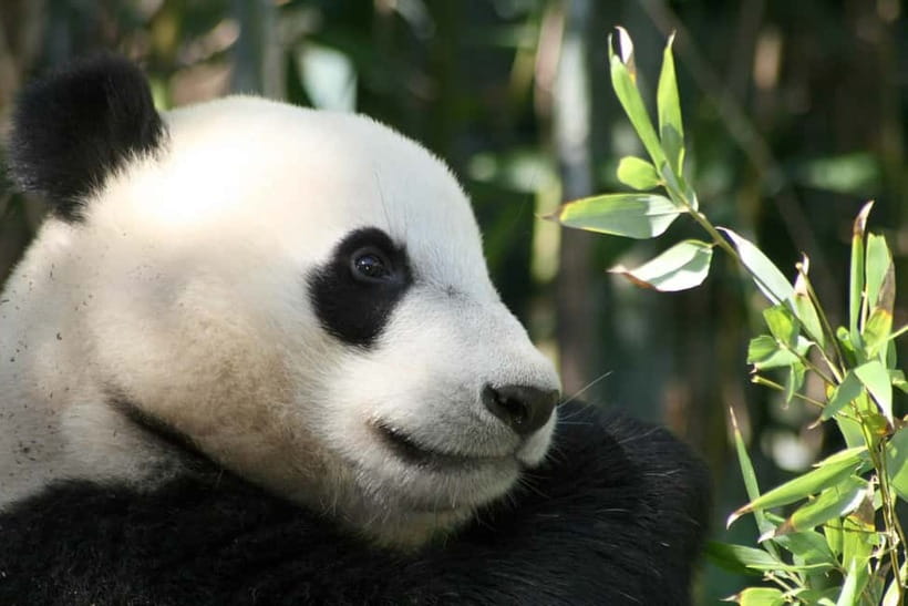 Chengdu: Half-Day Panda Base Tour with Guide Option - Why the Chengdu Panda Base deserves half a day
