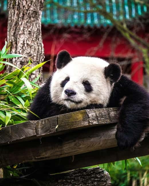 Chengdu: Half-Day Panda Base Tour with Guide Option - Arriving at the panda base and getting oriented