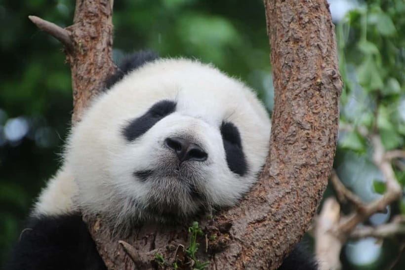 Chengdu: Half-Day Panda Base Tour with Guide Option - What the guide adds to a panda visit