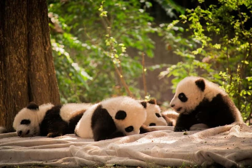Chengdu: Half-Day Panda Base Tour with Guide Option - Who should book this panda tour?