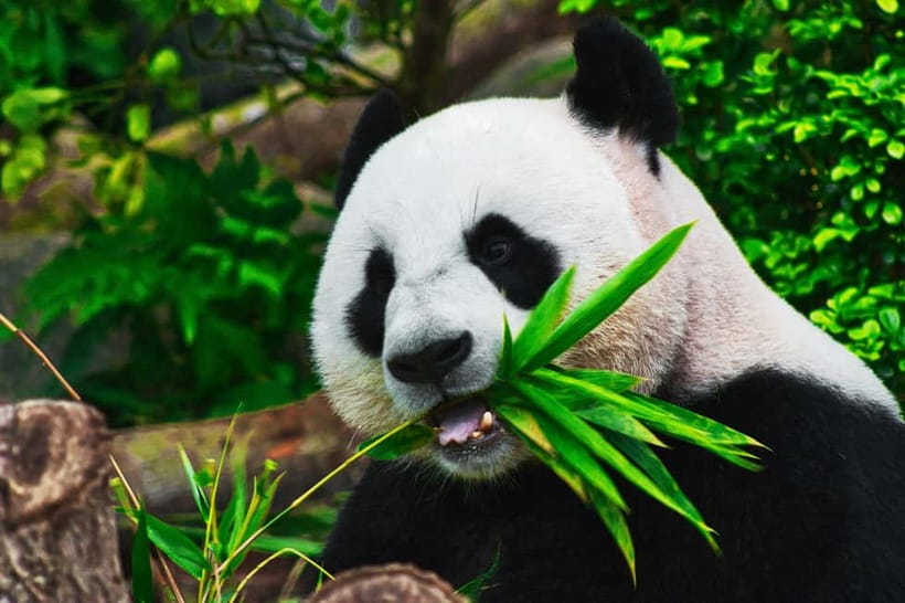 Chengdu: Half-Day Panda Base Tour with Guide Option - Choosing ticket only or the guided pickup option