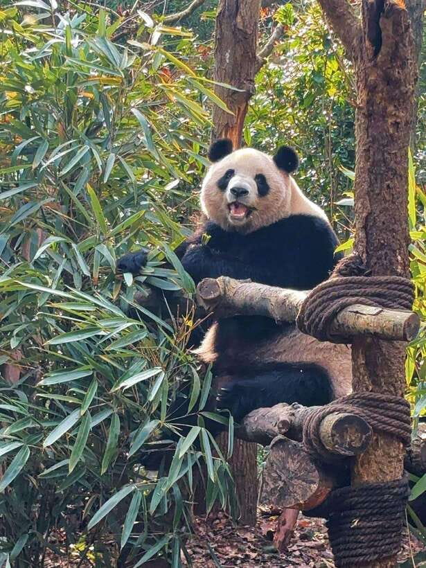 Chengdu: Hidden Wonders Day Tour with Wolong Panda Base - Key details worth knowing