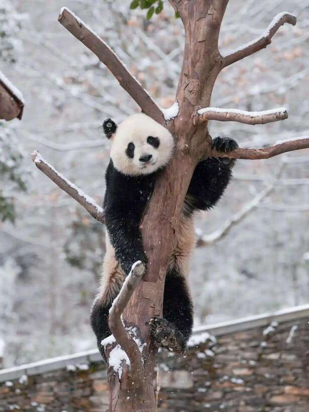Chengdu: Hidden Wonders Day Tour with Wolong Panda Base - Nanqiao Bridge and the Blue Tears question