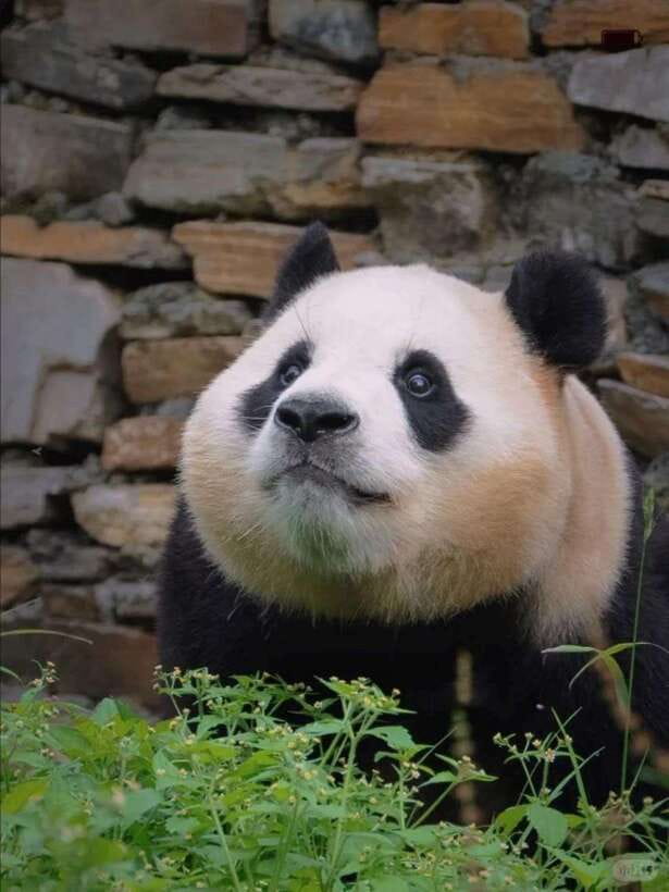 Chengdu: Hidden Wonders Day Tour with Wolong Panda Base - Zhongshu Bookstore’s dramatic interior