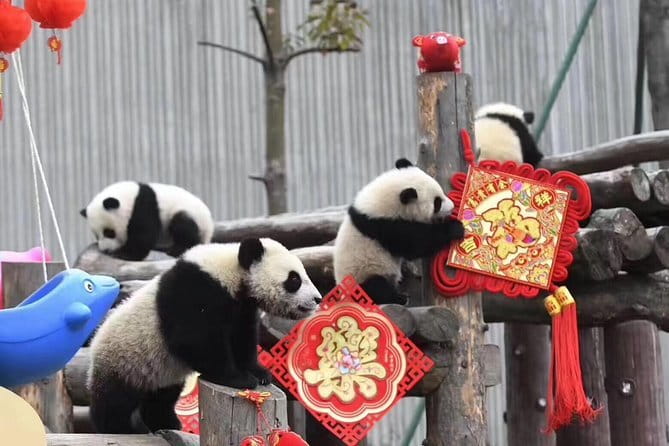 Chengdu Kung Fu Panda Tour Tai Chi, Martial Arts and Panda Base - Who should book this tour?