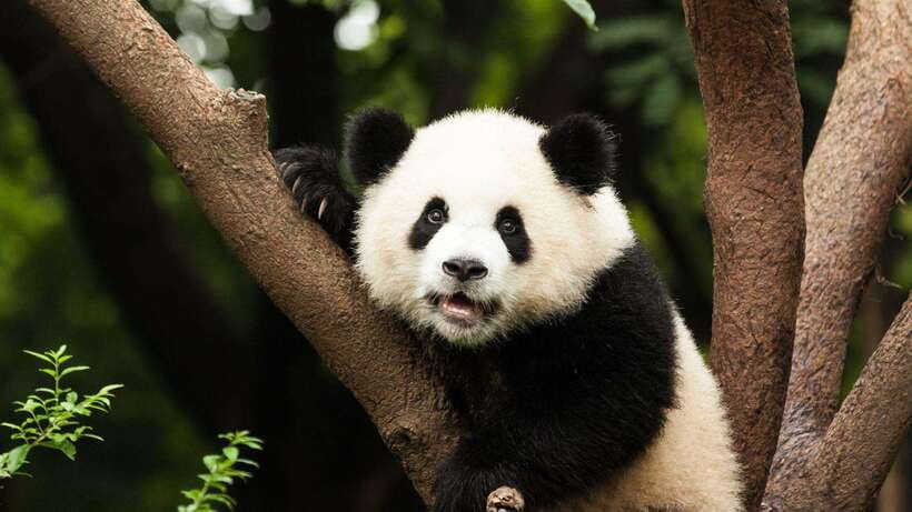 Chengdu:Panda Base Entry Ticket & English PDF Guidebook - Key points before you book
