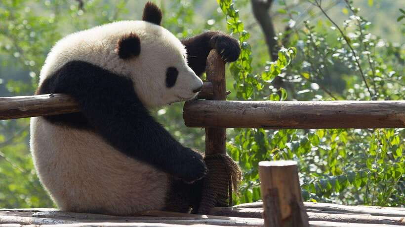 Chengdu:Panda Base Entry Ticket & English PDF Guidebook - The rules that protect the animals