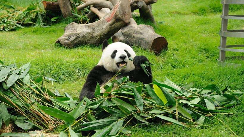 Chengdu:Panda Base Entry Ticket & English PDF Guidebook - Why the Chengdu Panda Base deserves a full morning