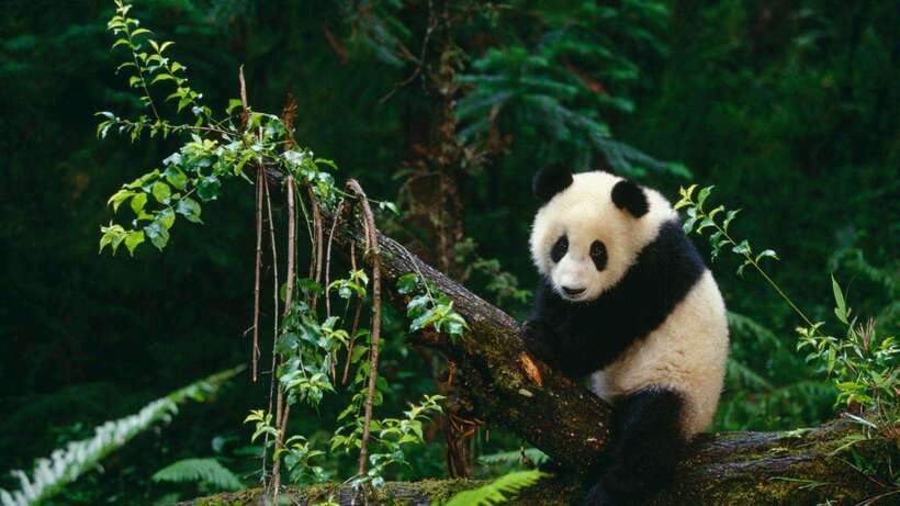 Chengdu:Panda Base Entry Ticket & English PDF Guidebook - Why the 7:30 to 10:00 window is best