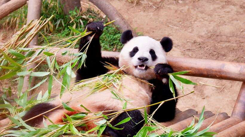 Chengdu:Panda Base Entry Ticket & English PDF Guidebook - What changes in the afternoon