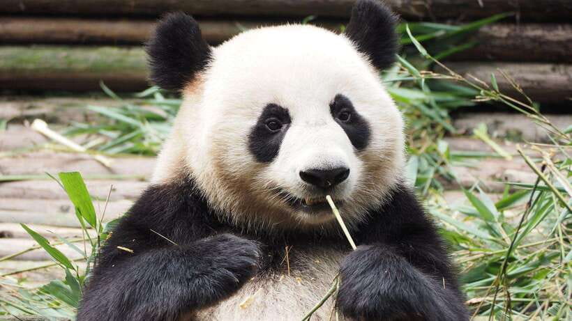 Chengdu:Panda Base Entry Ticket & English PDF Guidebook - The enclosures, maternity rooms, and museum