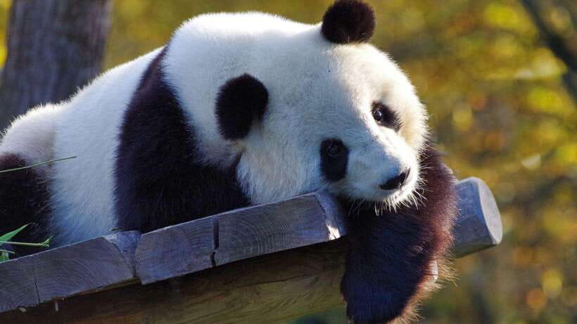 Chengdu:Panda Base Entry Ticket & English PDF Guidebook - Walking, the park train, and the real cost