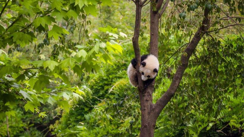 Chengdu:Panda Base Entry Ticket & English PDF Guidebook - How the English PDF guidebook helps