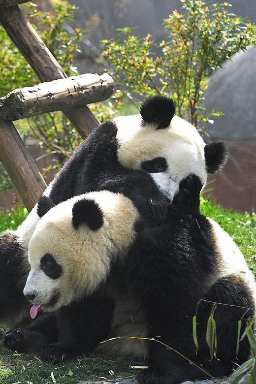 Chengdu:Panda Base Entry Ticket & English PDF Guidebook - A practical day plan