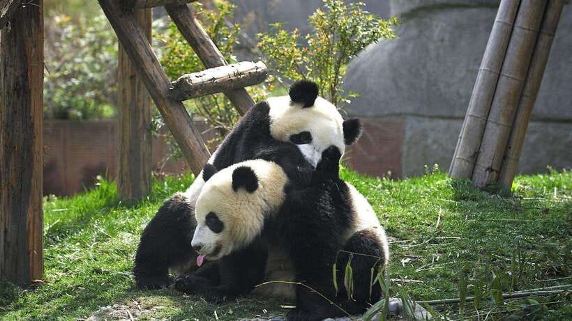 Chengdu:Panda Base Entry Ticket & English PDF Guidebook - Passport entry and the first few minutes