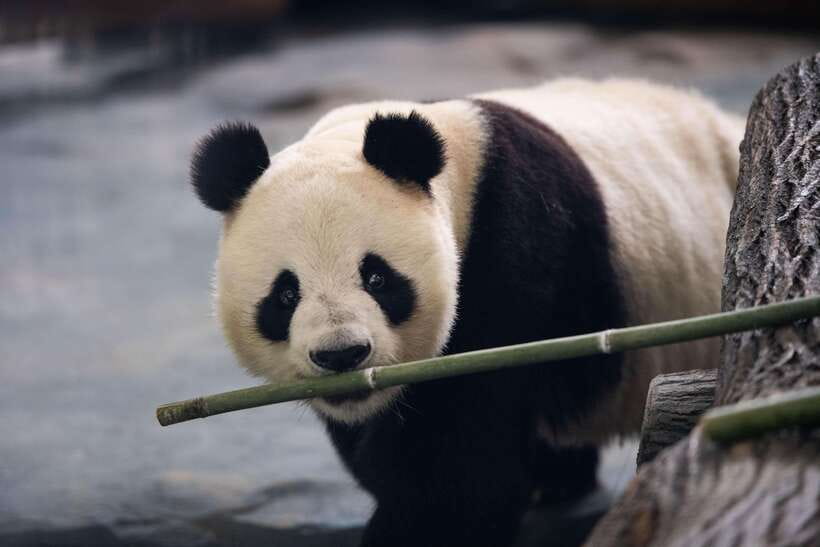 Chengdu: Panda Base Half Day Group Tour - Why Chengdu’s panda base is worth your morning
