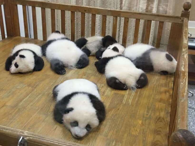 Chengdu: Panda Base Half Day Group Tour - What the morning feels like from start to finish