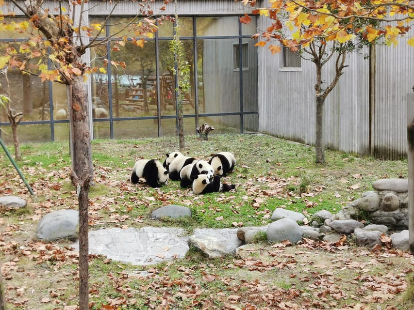 Chengdu: Panda Base Half Day Group Tour - The crowd problem at the panda base