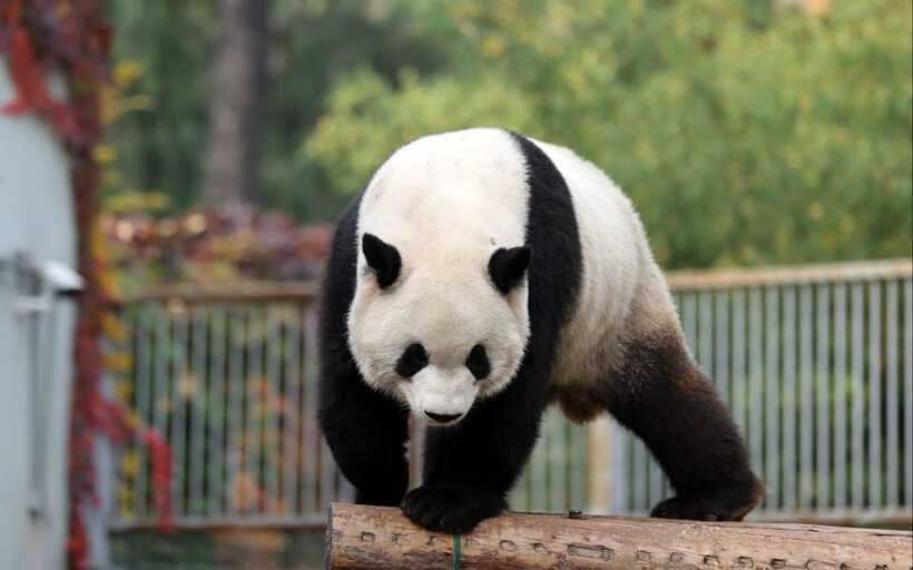 Chengdu: Panda Base Half Day Group Tour - What the $30 price really covers