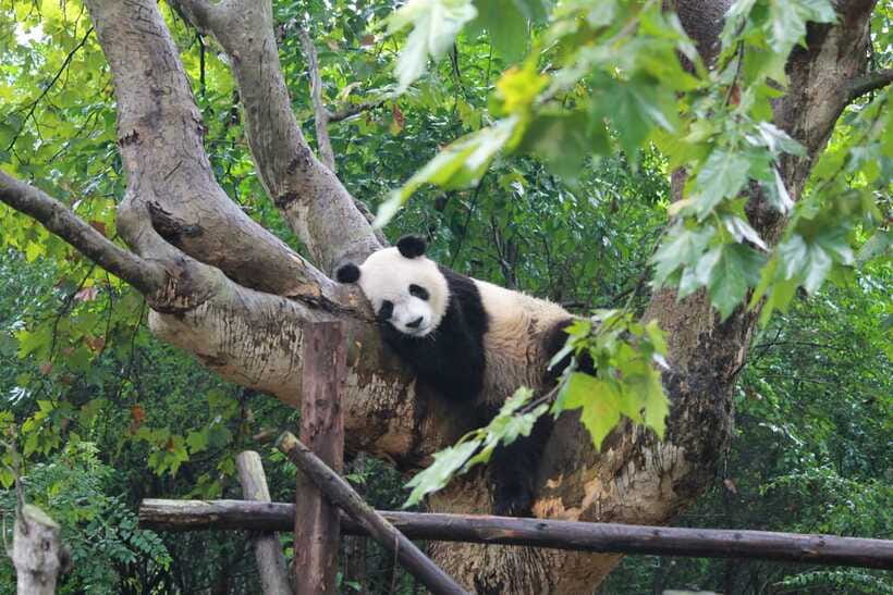 Chengdu: Panda Base Half Day Group Tour - The optional Leshan Grand Buddha day