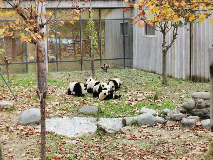 Chengdu: Panda Base Half Day Group Tour - Who should book this panda tour?