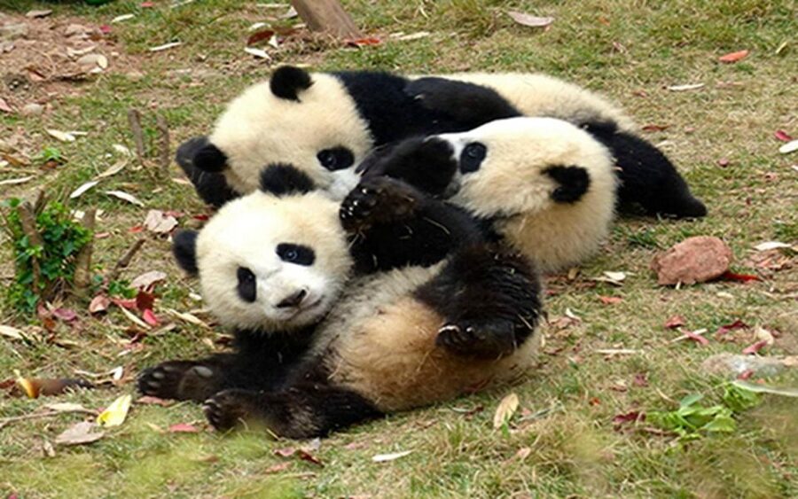 Chengdu panda base half day tour - Entering before the morning crowds