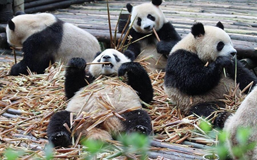 Chengdu panda base half day tour - Meeting at Panda Avenue Metro Station
