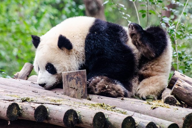 Chengdu: Panda Base Leshan Buddha Tour(or Half Day Panda Base ) - Three hours with Chengdu’s giant pandas