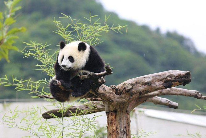 Chengdu: Panda Base Leshan Buddha Tour(or Half Day Panda Base ) - What the $33 price really means