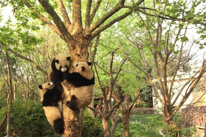 Chengdu Panda Breeding Base Ticket w/ Optional Transfer or Guide - Inside the base: what your three hours can hold