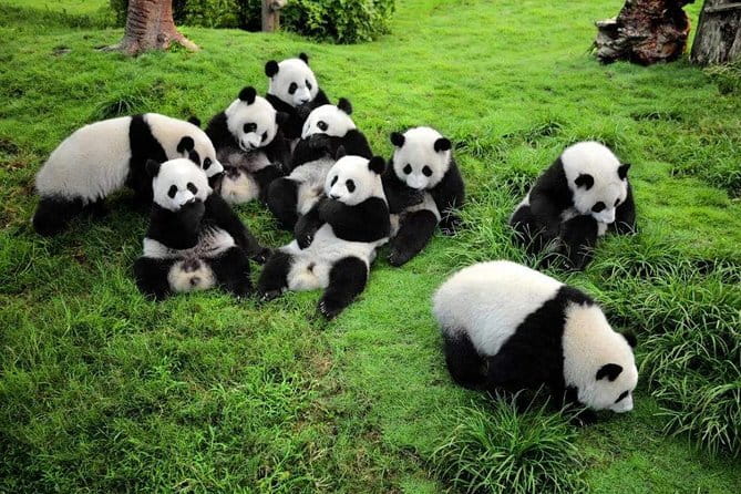 Chengdu Panda Breeding Base Ticket w/ Optional Transfer or Guide - Price, extras, and overall value
