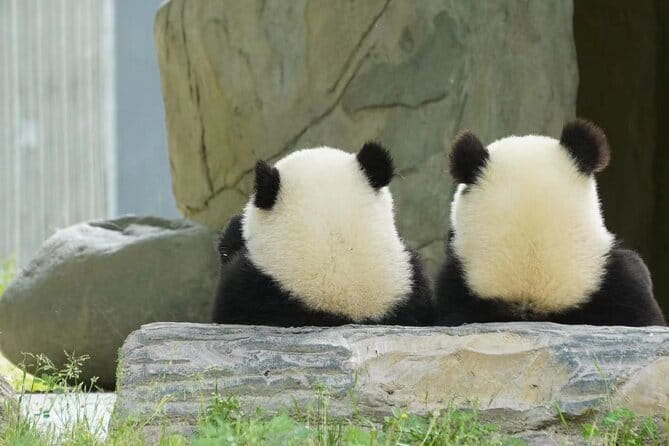 Chengdu Panda Breeding Base Ticket w/ Optional Transfer or Guide - Who will enjoy this visit most