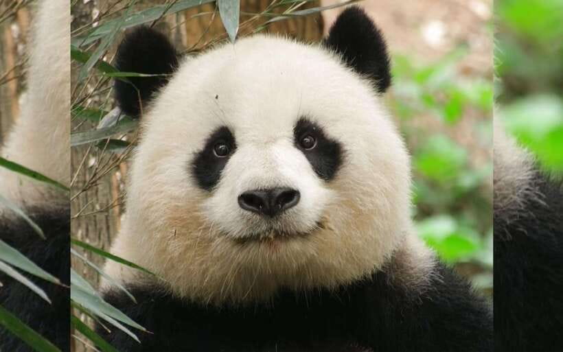 Chengdu: Panda Breeding Base Tickets Booking - Seeing cubs, adults, and the different enclosures