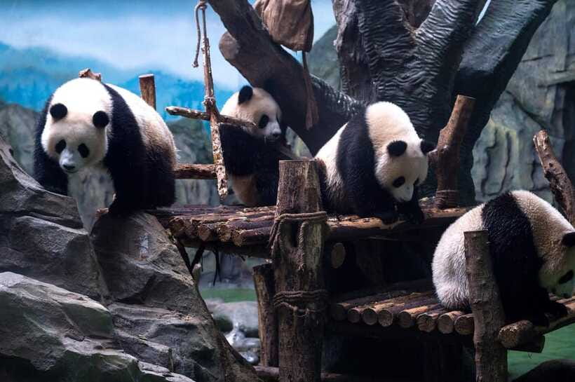 Chengdu: Panda Breeding Base Tickets Booking - Choosing between entry-only and a guided group option