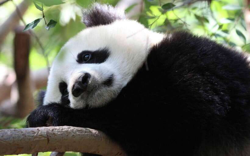Chengdu: Panda Breeding Base Tickets Booking - Getting there from central Chengdu by taxi