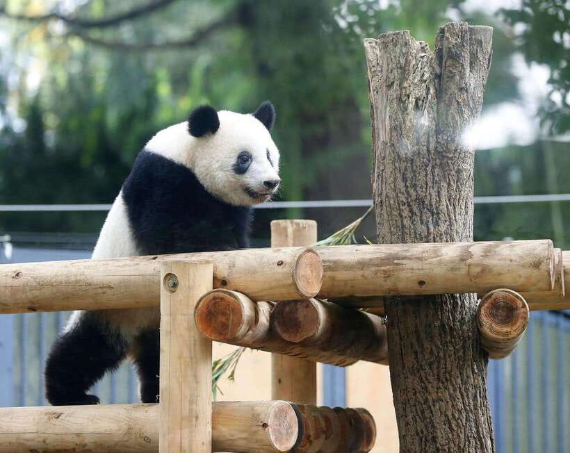 Chengdu: Panda Breeding Base Tickets Booking - Is $19 good value for four hours?