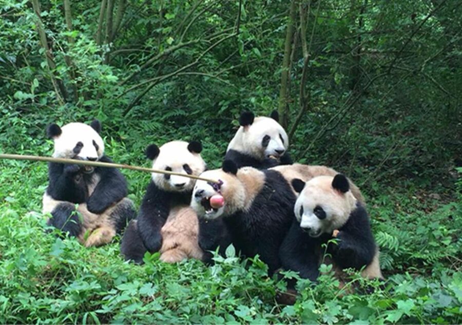 Chengdu panda & Leshan Buddha One Day Private Tour - Key points before you book