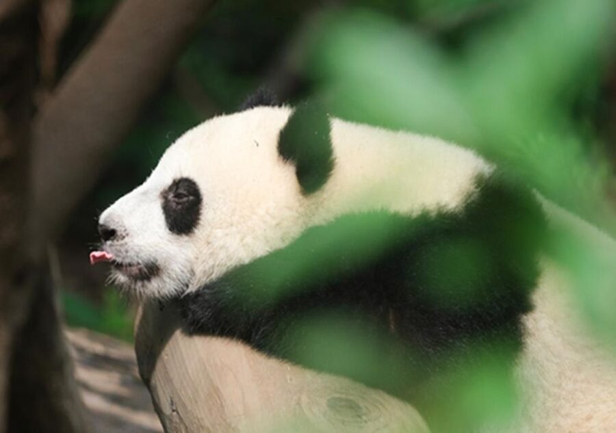 Chengdu panda & Leshan Buddha One Day Private Tour - The real price includes more than the headline fare