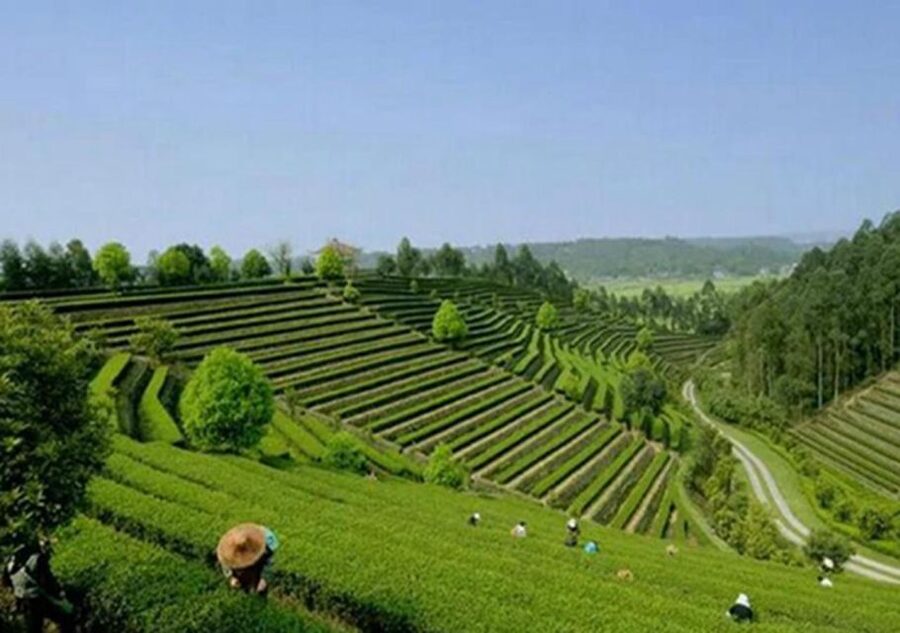 Chengdu panda & Leshan Buddha One Day Private Tour - FAQ
