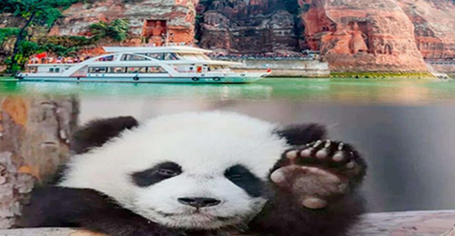 Chengdu panda & Leshan Buddha One Day Private Tour - Chengdu Panda Base: timing matters more than luck