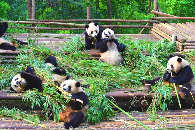 Chengdu Panda & Leshan Giant Buddha Premium Private Day Tour - What the private service adds