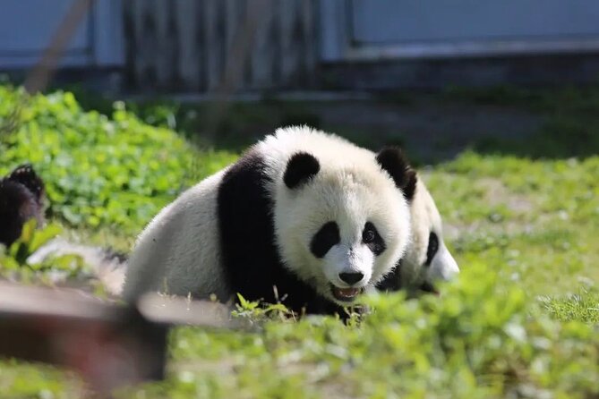 Chengdu Panda & Leshan Giant Buddha Premium Private Day Tour - The pace, comfort, and limits
