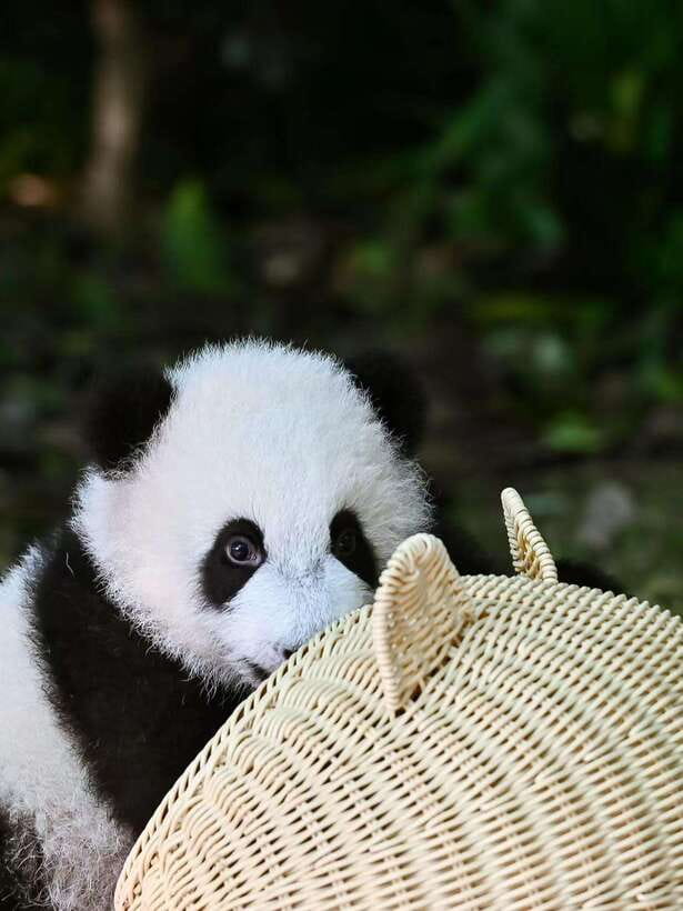 Chengdu: Panda Research Base Ticket or Private Transfer Tour - Key points to know before you book