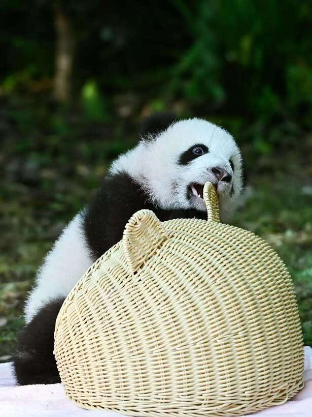 Chengdu: Panda Research Base Ticket or Private Transfer Tour - Why the Chengdu Panda Base matters