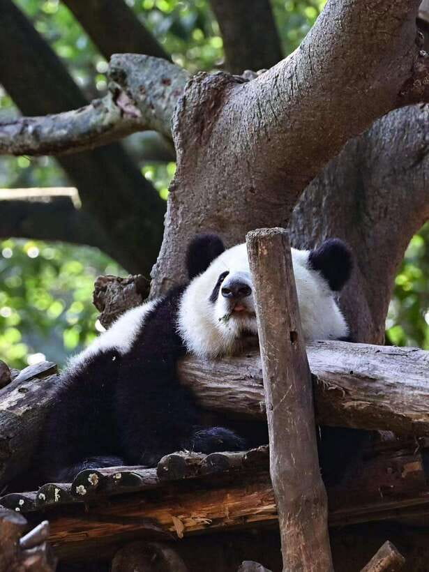 Chengdu: Panda Research Base Ticket or Private Transfer Tour - Four hours among the pandas