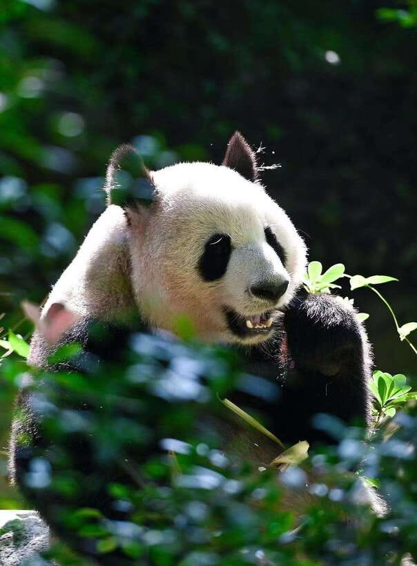 Chengdu: Panda Research Base Ticket or Private Transfer Tour - Morning or afternoon entry