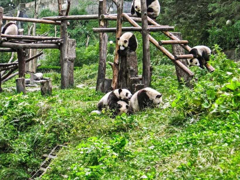 Chengdu: Panda Research Base Ticket or Private Transfer Tour - Food, facilities, and extra costs
