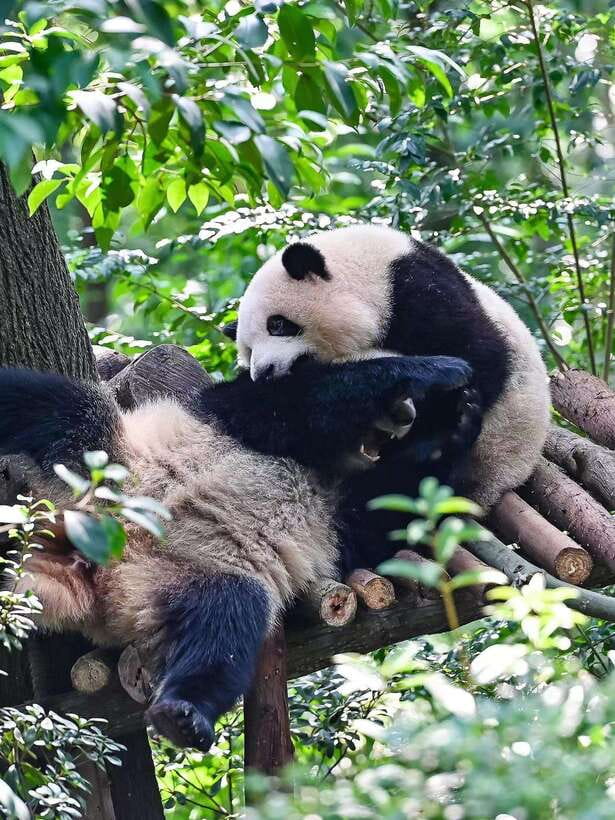 Chengdu: Panda Research Base Ticket or Private Transfer Tour - Passport details and booking rules