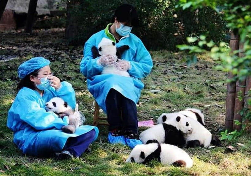 Chengdu: Panda Research Base Ticket or Volunteer Day Trip - Key points to know before booking